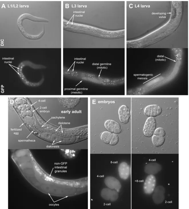 Figure  2.5.  Expression  pattern  of  PIR-1::GFP  across  development  in  live  pir-1  animals  rescued  with a single-copy transgene