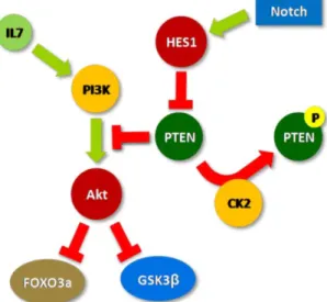 Figure 1 shows a summarized scheme of the signaling effects of IL-7, Notch and CK2 upon  PI3K/Akt pathway, based on what is currently known regarding  T-ALL cells