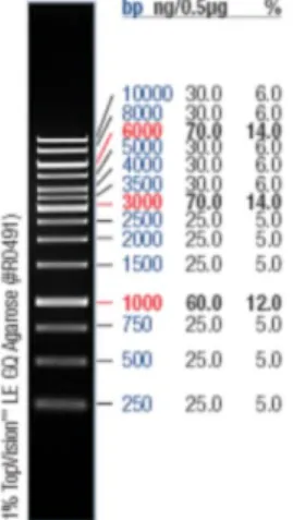 Figure 2 – Range and resolution of the DNA molecular weight marker 1Kb Gene Ruler  DNA Ladder, by standard manufacturer’s conditions