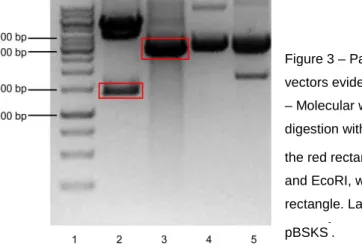 Figure 3 – Parallel digestion of pSG5.GSK3 β.S9A and pBSKS - -vectors evidenced in a 1% agarose gel electrophoresis