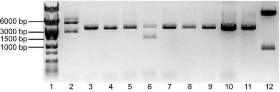 Figure 4 – Digestion of DNA from the selected colonies transformed with the pBSKS - .GSK3β.S9A  ligation  evidenced in a 1% Agarose gel electrophoresis