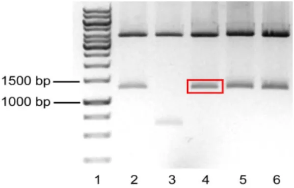Figure 6  –  Agarose gel at 1% showing the PCR reaction of  pSG5.GSK3β.S9A.  Lane  1  –  Molecular weight marker