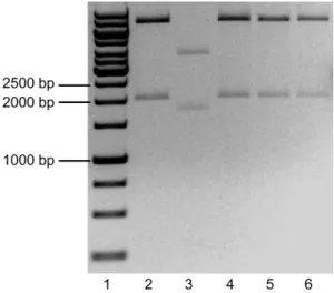 Figure 8  -  Digestion  of  the  ligation  of  the  GSK3β.S9A  in 