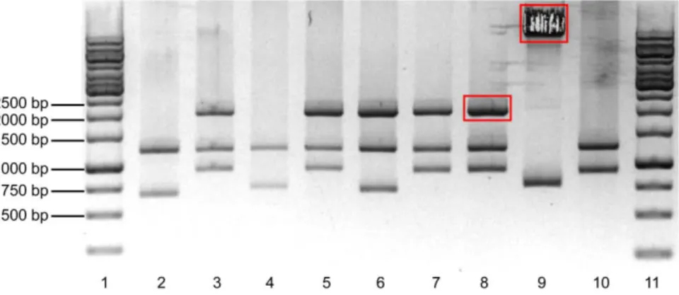 Figure 13  –  Agarose gel at 1% showing the PCR reaction of pECE.HA- pECE.HA-FOXO3a.A3 vector with FOXO Fwd and Rev primers
