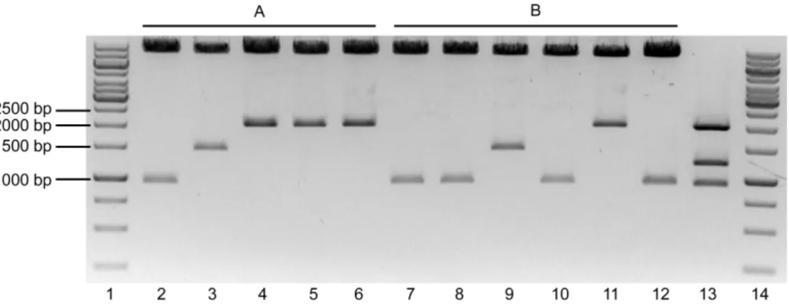 Figure 15 - Agarose gel at 1% showing the digestion of the ligation of the FOXO3a.A3 in #304 vector