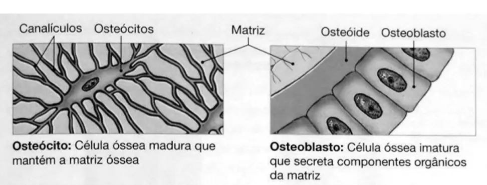Figura 4   -  Células ósseas 