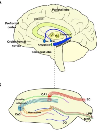 Figure  1.1.  Hippocampal  anatomy.  (A)  Principal  anatomy  of  the  hippocampal  memory  systems  and  the  brain  regions  involved  in  learning  and  memory