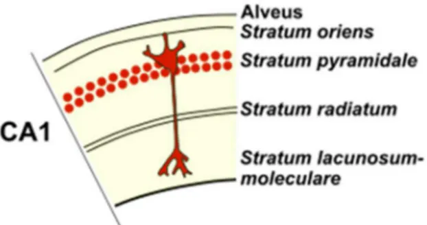 Figure  1.2.  Section  of  CA1  with  different  layers.  Abbreviations:  CA1,  cornu  ammonis 1