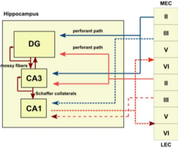 Figure  1.3.  Schematic  representation  of  the  hippocampal  trisynaptic  circuit. 