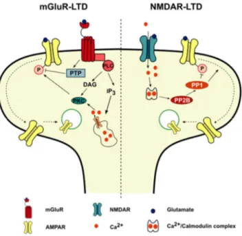 Figure 1.4. mGluR and NMDAR-LTD exhibit different underlying mechanisms. 