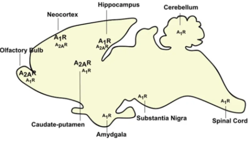 Figure  1.6.  Distribution  of  adenosine  receptors  A 1   and  A 2A   in  the  brain