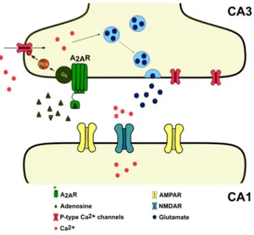 Figure  1.7.  Presynaptic  effects  of  A 2A R  in  the  glutamatergic  synapses  of  the  hippocampus