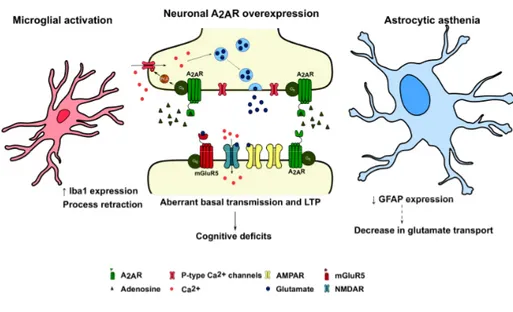 Figure  1.8.  Functional  interrelations  between  neuronal,  astrocytic  and  microglial  systems  in  pathological  conditions  with  increased  neuronal  levels  of  A 2A R