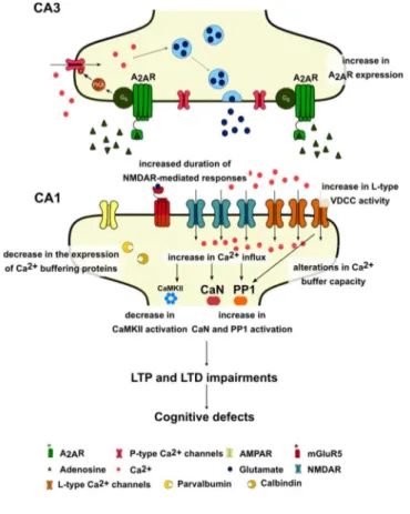 Figure 1.9. Aging is associated with pre- and postsynaptic alterations. There is an  increase  in  A 2A R  expression,  leading  to  Ca 2+   uptake  and  PKA-dependent  Ca 2+