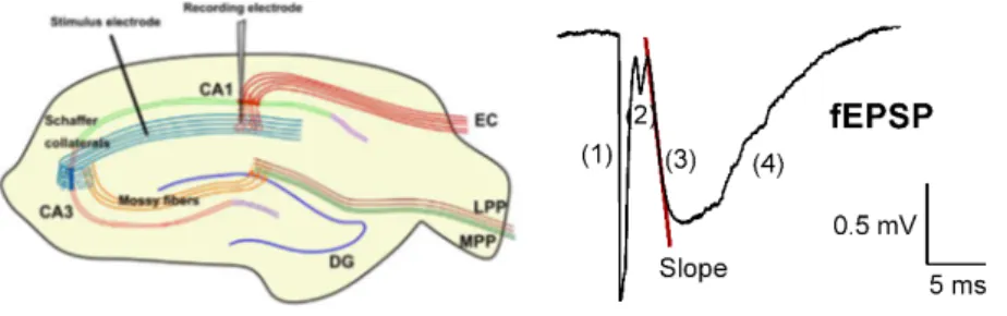 Figure  1.10.  Left:  Schematic  representation  of  the  simplified  circuitry  of  the  hippocampus