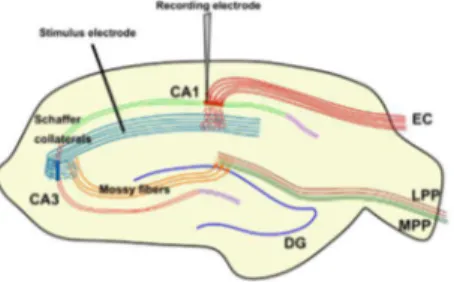 Figure 1.11 depicts a schematic representation of the hippocampus and  how  the  electrodes  are  positioned  when  performing  patch-clamp  in  CA1 pyramidal cells