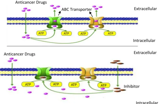 Figure 1. 4-Mechanism of ABC transporters inhibition. Adapted from 4 . 