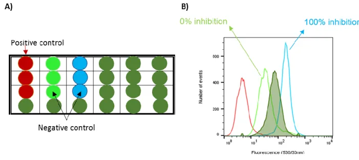 Figure 2.2- A) 24 wells plate used for cytometry study.  500µL DMSO + DMEM;  250µL DMSO + 250 µL reference  substrate;  250µL reference substrate + 250 µL reference inhibitor;  250µL reference Substrate + 250 µL Compound