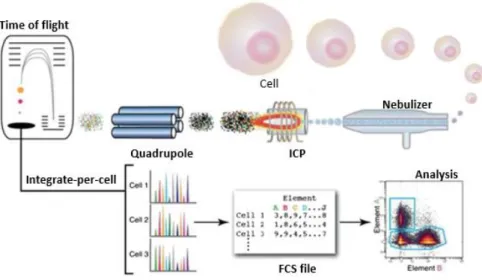 Figure 2.4- Mass cytometry technique. Adapted from  49 . 