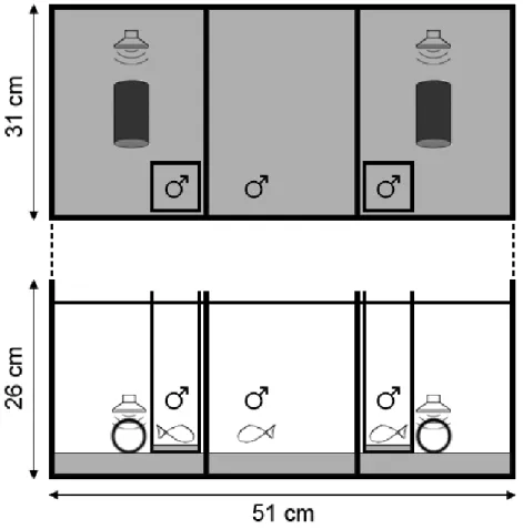 Figure 1 – Experimental setup during the visual pre-stimulus on the ‘playback only’ experiments