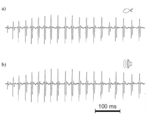 Figure 3 – Oscillogram of a drum sound produced by the painted goby (a) or played by the speaker (b)