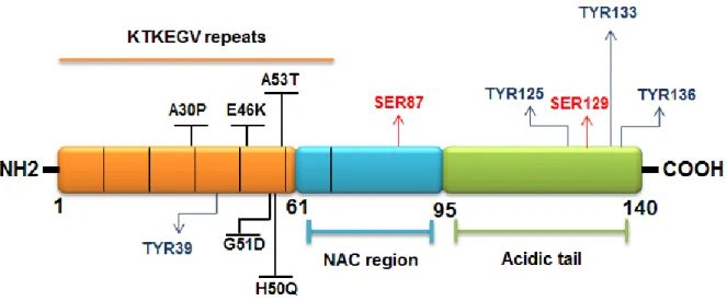 Figure  8.  Biochemical  structure  of  aSyn.  A  schematic  representation  of  aSyn  structure  highlighting:  the  N-terminal  region  (orange),  the  NAC  region  (light  blue),  the  C-terminal  domain  (green),  the  genetic  mutations  (bold)  and  