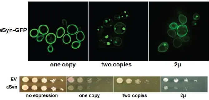 Figure 12. Effects of aSyn expression in yeast cells. On the top panel, fluorescence microscopy  of yeast cells expressing aSyn-GFP