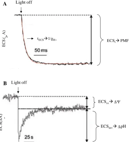 Figure  6-Typical  dark-interval  relaxation  kinetics  of  the  electrochromic  shift  (ECS)