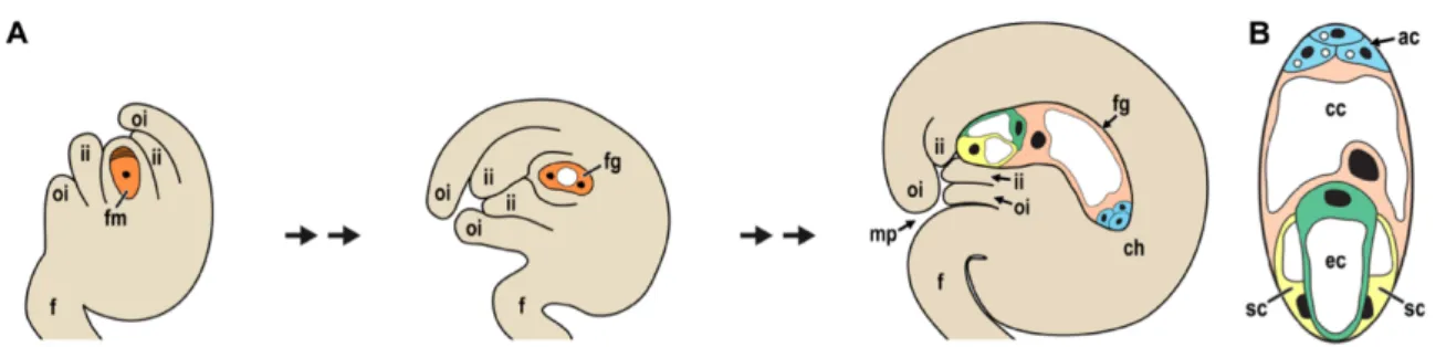 Figure 1-2 Megagametogenesis. (A) The functional megaspore divides, producing a two-nucleated coenocyte, with two nuclei at  each  pole,  separated  by  a  large  vacuole
