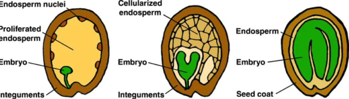 Figure 1-3 Seed development. The double fertilization event initiates embryo and endosperm development, which  are accompanied by seed coat growth