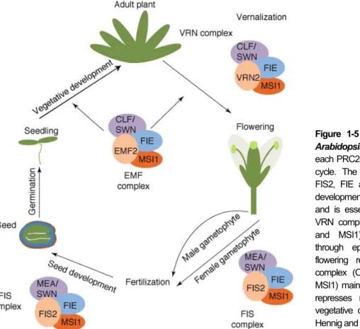 Figure  1-5  PRC2-like  complexes  in  Arabidopsis.  Composition  and  roles  of  each PRC2-like complex in the plant life  cycle