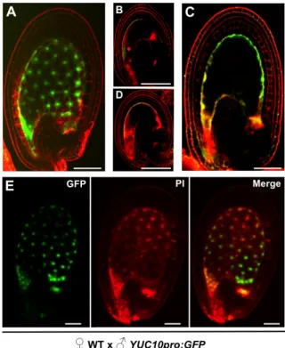 Figure  3-3  shows  seeds  expressing  GH3.3pro:GUS  in  different  developmental  stages
