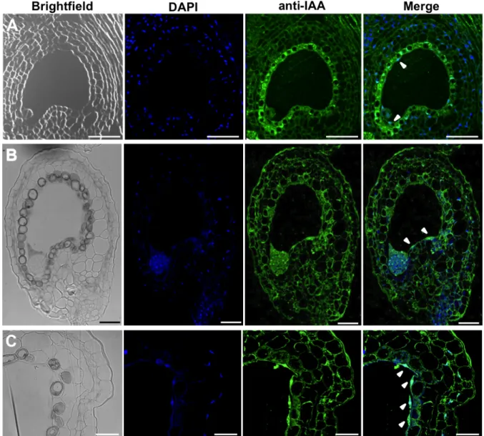 Figure 3-4 IAA Immunolocalization in developing seeds. Confocal laser scanning microscopy images of seed sections