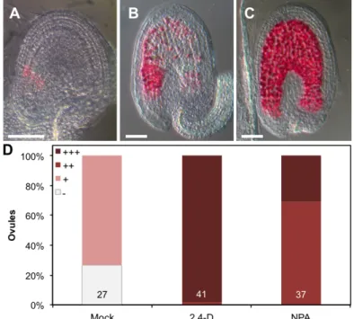 Figure 3-5 Vanillin staining of 2,4-D and NPA treated ovules. (A) to (C)  DIC  images  of  unfertilized  WT  ovules  at  5DAE