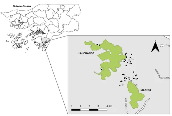 Figure 2.1 - Map of the study area. Cantanhez National Park is highlighted with a grey colour, Lauchande and Madina forest  patches are highlighted in green and observation focal points and seed trap locations are identified by black and white dots,  respe