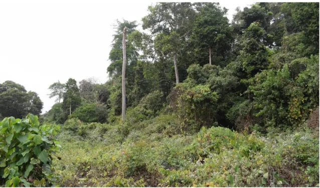 Figure 2.2 – Image representing the forest edge of Lauchande and adjacent degraded areas