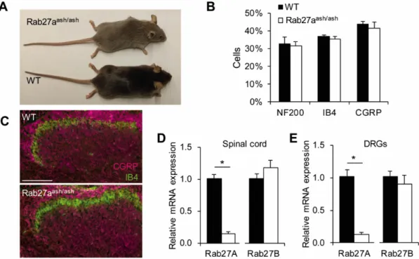 Figure 4. Basal characterization of Rab27a ash / ash mice. (A) Rab27a ash / ash mice exhibit a gray coat color