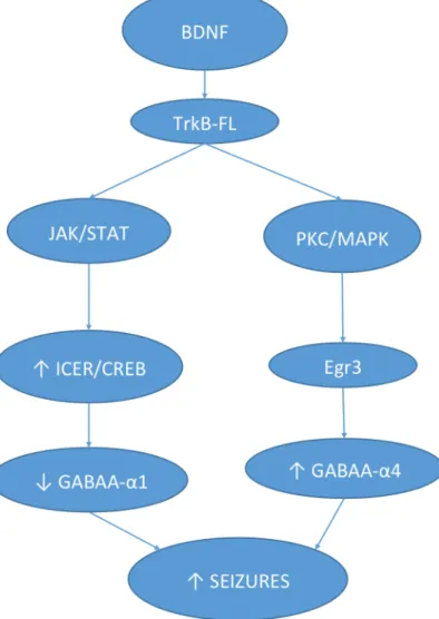 Figure 3 – BDNF may increases seizures through TrkB receptor signaling pathway. TrkB  activation diminish the abundance of the α1 subunit of GABA and  increases the abundance  of α4 subunit in GABA receptors Adapted from (Grabenstatter et al., 2012) 