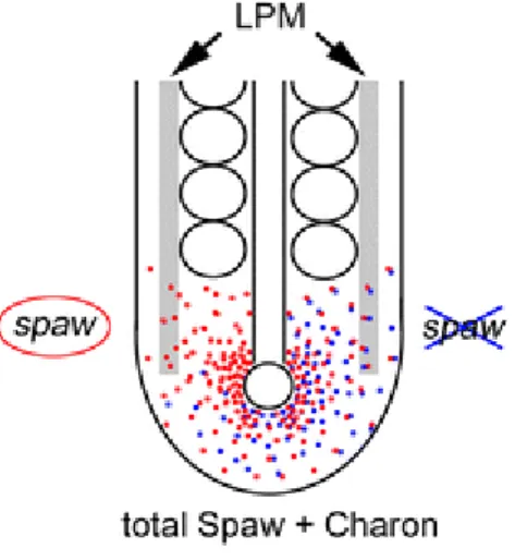 Figure 2 – Dand5 antagonism of Spaw – Dand5 antagonizes Spaw by attaching to it. Spaw signal reaches the  left LPM after repression of Dand5 on this side