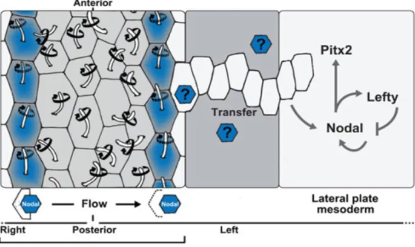 Figure 4- Representation of the left sided flow in the KV and later relay of the LR signal to the LPM 