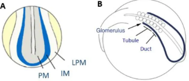 Figure 5 – Development of the Intermediate Mesoderm and the Pronephros. A – At 10 hpf, the Intermediate  Mesoderm (IM) is located between the Paraxial Mesoderm (PM) and the Lateral Pate Mesoderm (LPM)
