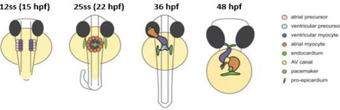 Figure 6 - Stages of heart development. At the 12-somite stage (ss) cardiogenic differentiation starts  by the expression of cardiac myosins (purple)
