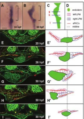 Figure 7 - The LPM undergoes asymmetric migration in the gut-looping region – (A/B) Whole mount in situ  hybridization reveals digestive tract morphology