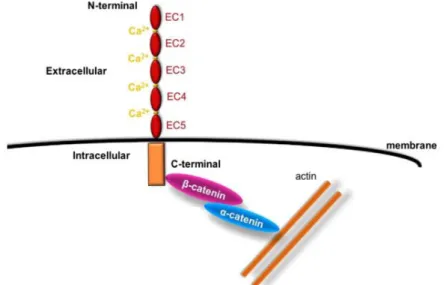Figure 8 - Structure of classical cadherins and their interaction with cytoplasmic proteins