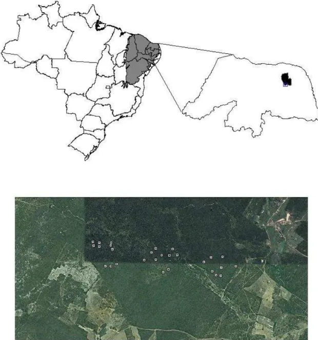 Figura 1: Mapa do Brasil destacando a área do bioma caatinga em cinza, partindo para  um gráfico do estado do Rio Grande do Norte destacando a localização do município de  João Câmara onde aconteceram as coletas