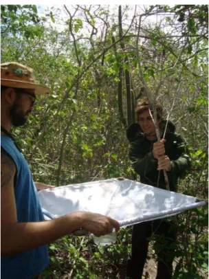 Figura  3:  Método  do  guarda-chuva  entomológico  sendo  empregado  para  captura  de  aranhas presentes no dossel do extrato arbustivo das parcelas amostradas