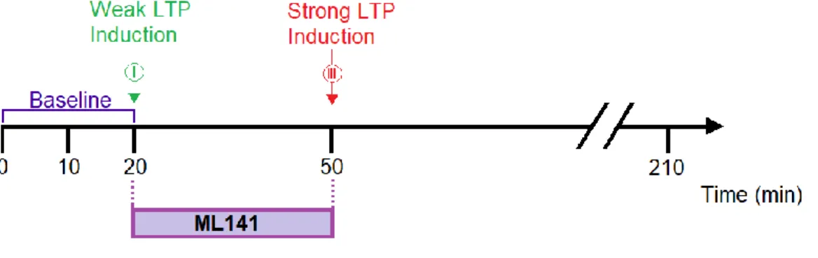 Figure 8 – Timing diagram for weak alone experiments. After a 20-min baseline, one of three  pathways received a weak tetanic stimulation, inducing a transient form of LTP