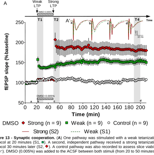 Figure 13 - Synaptic cooperation.  (A) One pathway was stimulated with a weak tetanization  protocol at  20  minutes (S1,  )
