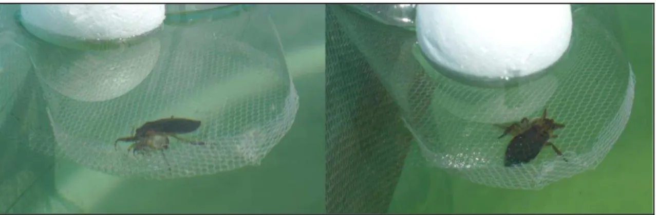 Fig. 3. Illustration of plastic floating cages used in the present experiment to avoid predation of tadpoles  by water bugs