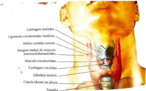 Figura 1- Anatomia da Tiroide (Adaptado de Norton, N.S., 2012). 